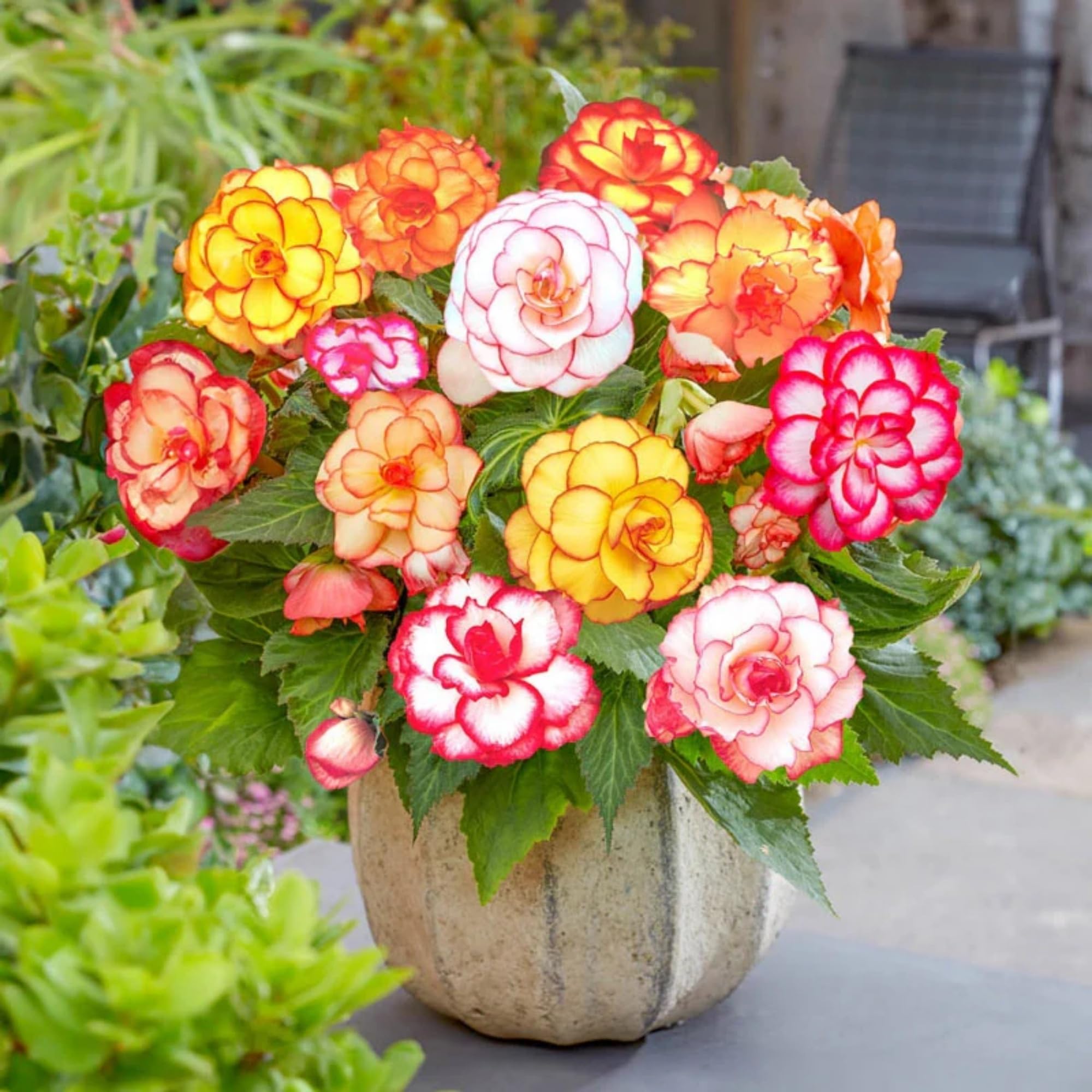 Amazon.com : 100+ Wax Begonia Seeds for Planting Perennial Large